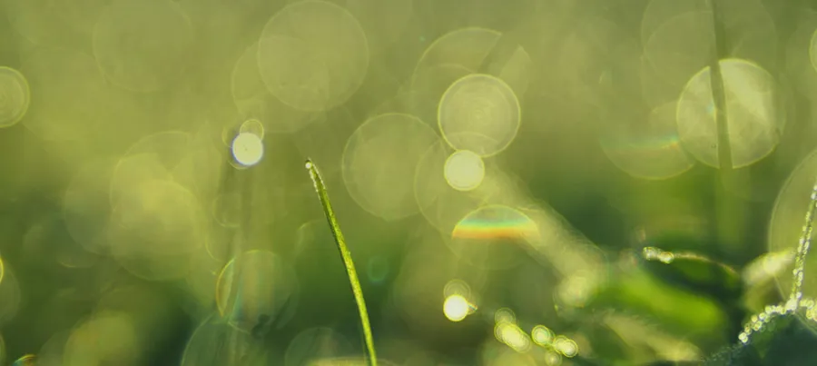 En närbild av gräs med vattendroppar på.